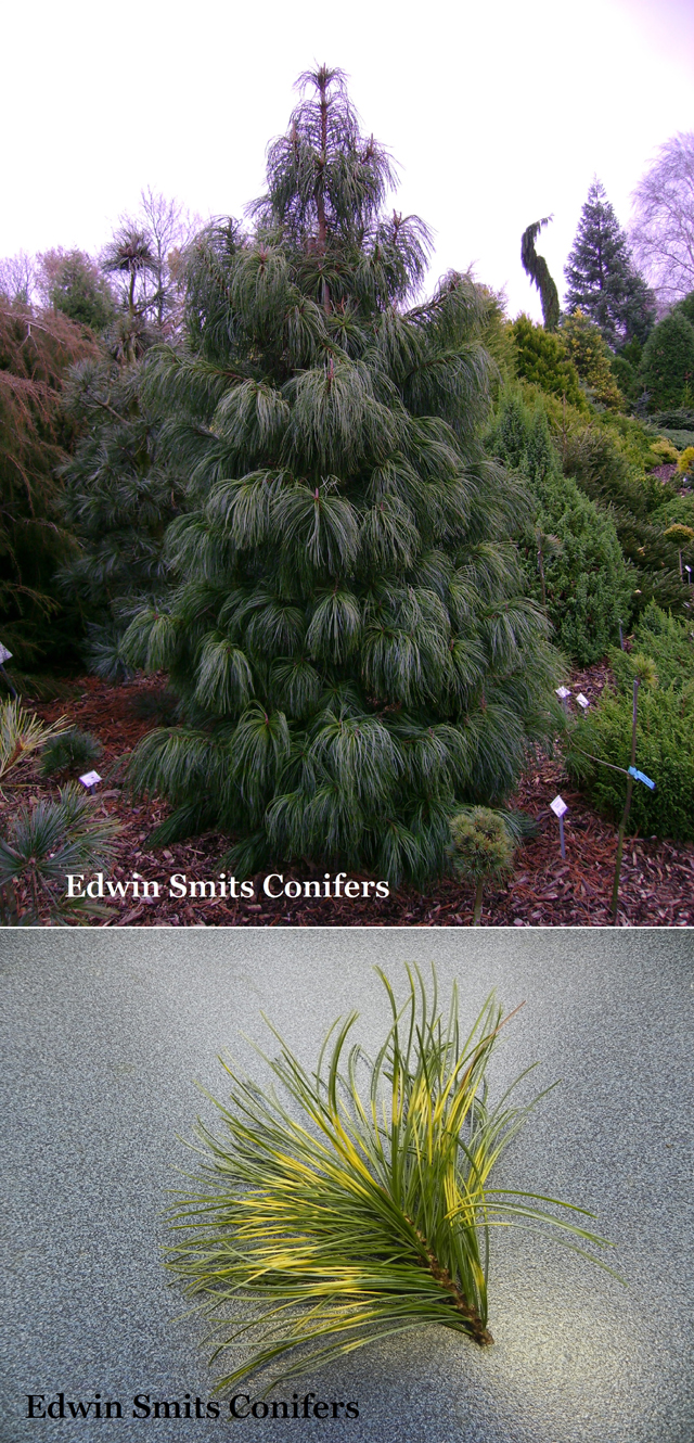 Pinus koraiensis 'Dragon Eye' (Jack Corbit, Oculis-draconis)